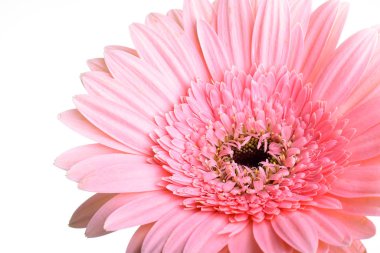 İlkbaharda açan pembe gerbera, beyaz arka planda izole edilmiş güzel tek bir çiçek.