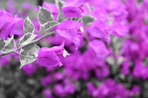 Pembe bougainvillea çiçeği süs bitkisi sabah çiçek açıyor. — Stok fotoğraf