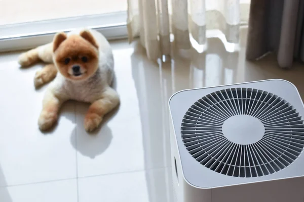 Sistem pembersih udara membersihkan debu pm 2,5 polusi di ruang tamu dengan anjing lucu di rumah — Stok Foto