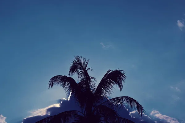 Kokosový strom na pláži se slunečním světlem na jasně modré obloze — Stock fotografie