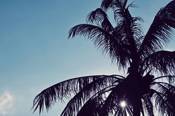 Cocotero en la playa con luz solar en el cielo azul —  Fotos de Stock