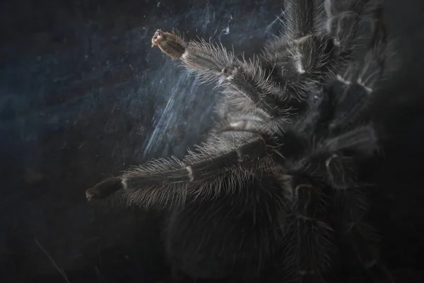 Big spider animal in tunnel with cobweb catch — 스톡 사진