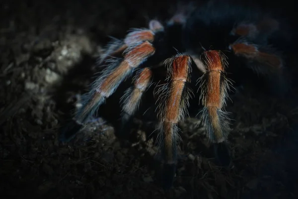 Gran animal araña en túnel con captura de telaraña — Foto de Stock