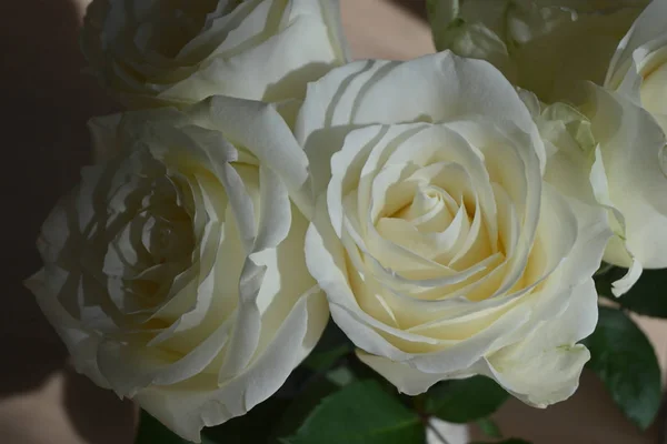 Vacker vit ros blomma på morgonen dag — Stockfoto