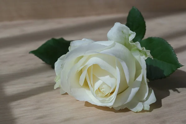 White rose put on wood table in the morning of love anniversary — Stock Photo, Image