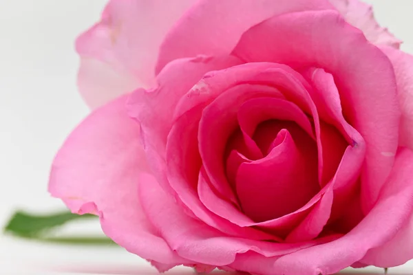 Närbild skönhet kronblad av rosa ros blomma på vit bakgrund — Stockfoto