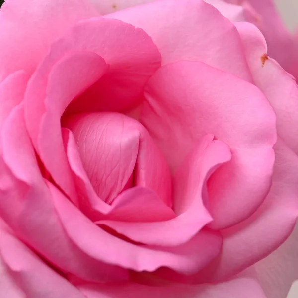 Bella rosa fiore di rosa, concetto di immagine di orgasmo sessuale uomo e donna — Foto Stock