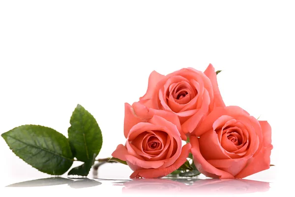 Oranje roos bloem boeket geïsoleerd op witte achtergrond, schoonheid perzik kleur toon — Stockfoto