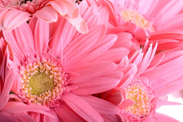 Piękny różowy gerbera kwiat kwitnący wiosną — Zdjęcie stockowe