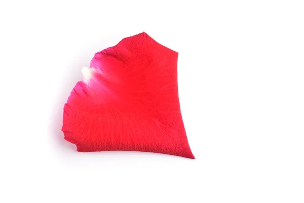 Красный лепесток розового цветка изолирован на белом фоне — стоковое фото