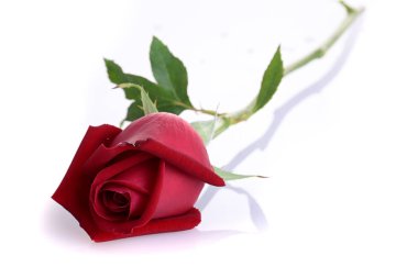 Beyaz arkaplanda izole kırmızı gül çiçeği