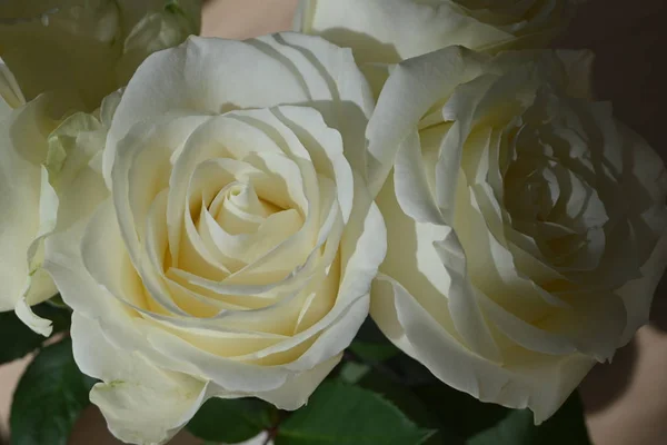 Vacker vit ros blomma på morgonen dag — Stockfoto