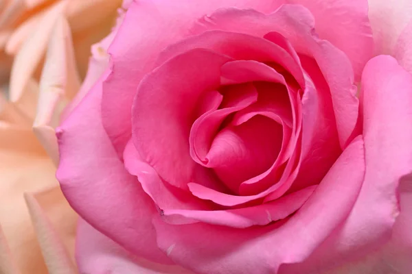 Rosa rosa fiore con petalo bella forma di cuore, immagine utilizzata per il matrimonio romantico di sfondo amore — Foto Stock