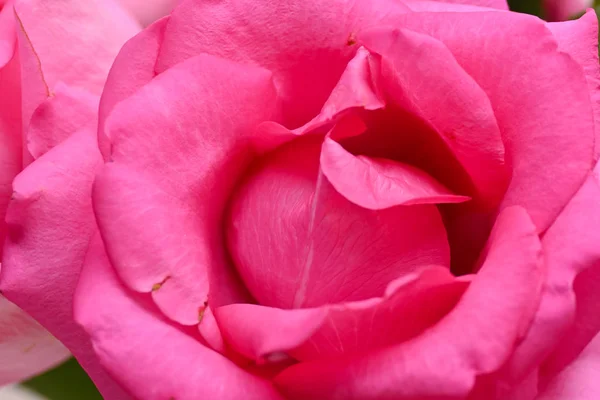 Rose fleur de rose avec flétrissement des rides pétales, image utilisée pour le soin de la peau de concept beauté — Photo