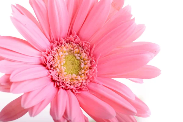 İlkbaharda açan pembe gerbera, beyaz arka planda tek bir güzel çiçek. — Stok fotoğraf