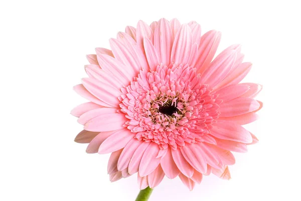 Rosa gerbera florescendo na primavera, bela única flor isolatde no fundo branco — Fotografia de Stock