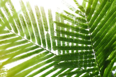 doğada, ağacın yaz aylarında yaprağı ile güneş ışığı soyut yeşil yaprakları