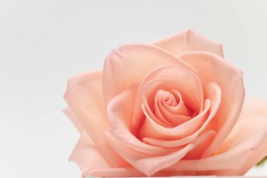 Tek bir güzel çiçek, beyaz arka planda izole edilmiş kalp şeklinde altın rengi çiçek açar.