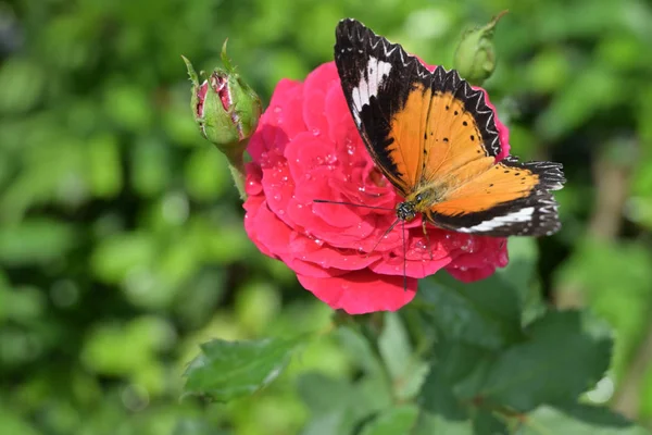 Оранжевый и черный узор на крыле бабочки на розовом розовом цветке с капли росы воды на лепестке в утренний прекрасный день — стоковое фото