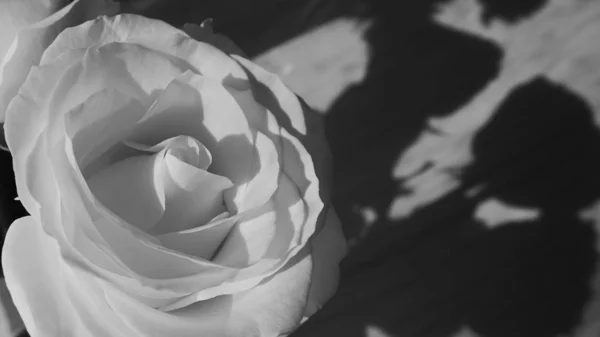 Fleur rose fleurissant, image ton monochrome noir et blanc — Photo