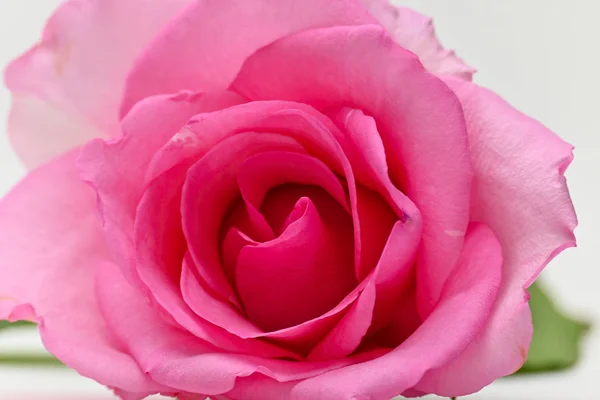 Nahaufnahme Schönheit Blütenblatt der rosa Rose Blüte auf weißem Hintergrund — Stockfoto