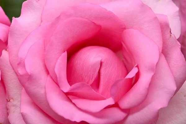 Belle fleur rose rose fleur, concept image de l'orgasme sexuel homme et femme — Photo