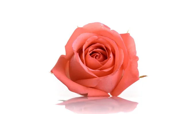 Rosa naranja flor aislada sobre fondo blanco — Foto de Stock