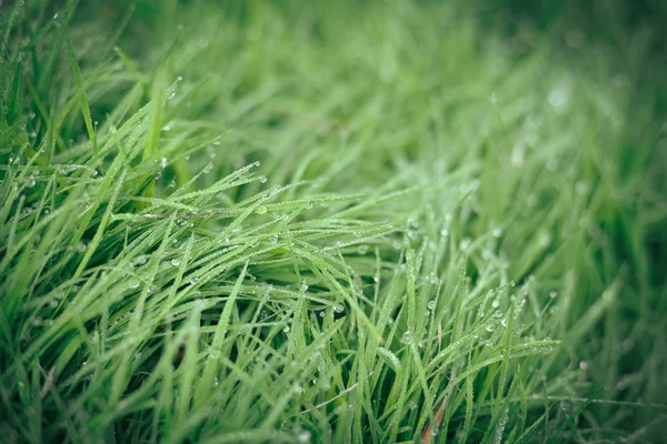Wassertautropfen auf grünem Gras — Stockfoto