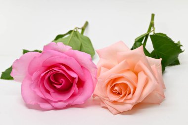 Güzel pembe ve turuncu gül çiçeği beyaz arkaplanda izole edilmiş.