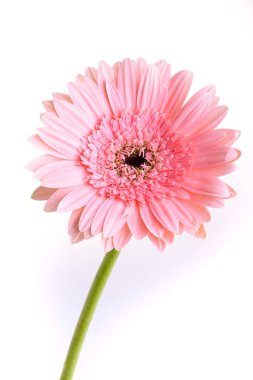 İlkbaharda açan pembe gerbera, beyaz arka planda izole edilmiş güzel tek bir çiçek.