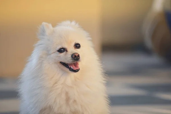 Feliz blanco pomeranian perro adorable pequeña mascota con pelo largo esponjoso —  Fotos de Stock