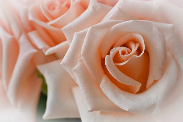 美丽的橙色玫瑰金黄色的花朵在清晨绽放，映衬着浪漫的爱情背景 — 图库照片