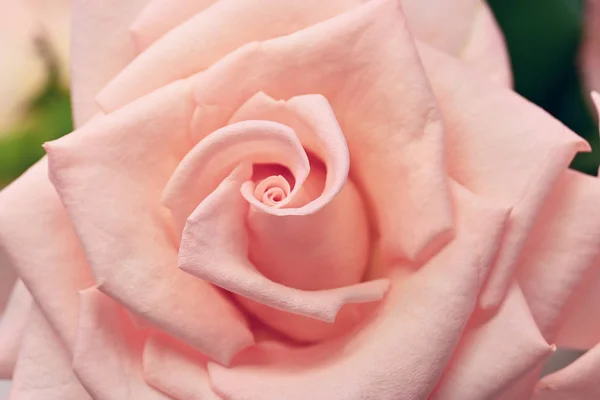 Rosa rosa rosa tom de cor de ouro com pétala espiral, bela flor de laranja na natureza — Fotografia de Stock