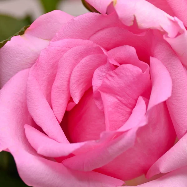 Rose fleur de rose avec flétrissement des rides pétales, image utilisée pour le soin de la peau de concept beauté — Photo