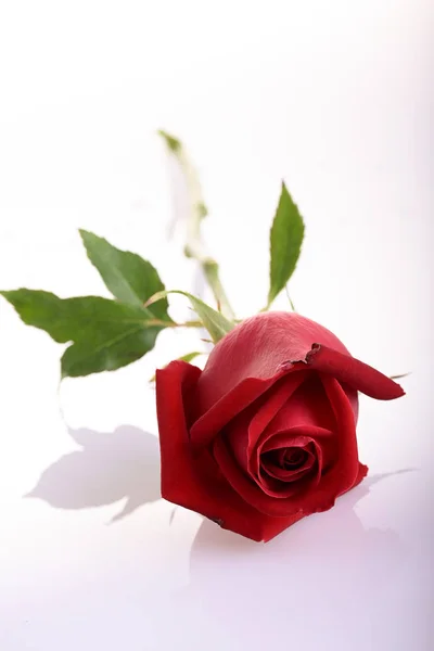 Red rose flower isolated on white background — Stock Photo, Image