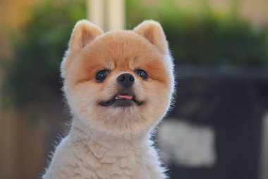 Pomeranian köpeği şirin evcil hayvan Sabahları gülümsüyor