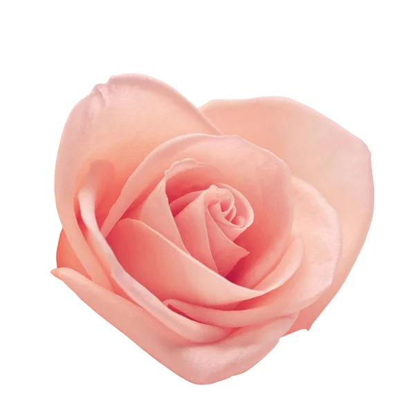Rosa rosa tono de color oro con forma de corazón, hermosa flor aislada sobre fondo blanco utilizado para el diseño del ornamento romántico — Foto de Stock