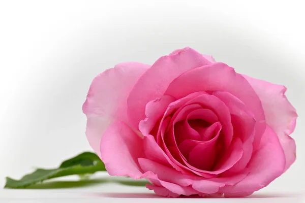 Piękny różowy kwiat róża kwiat pąk izolowane na białym tle — Zdjęcie stockowe
