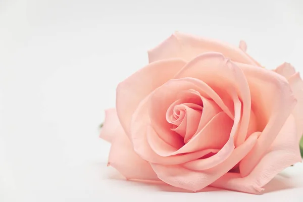 Enkele schoonheid bloem roos goud kleur bloesem met hart vorm geïsoleerd op witte achtergrond — Stockfoto