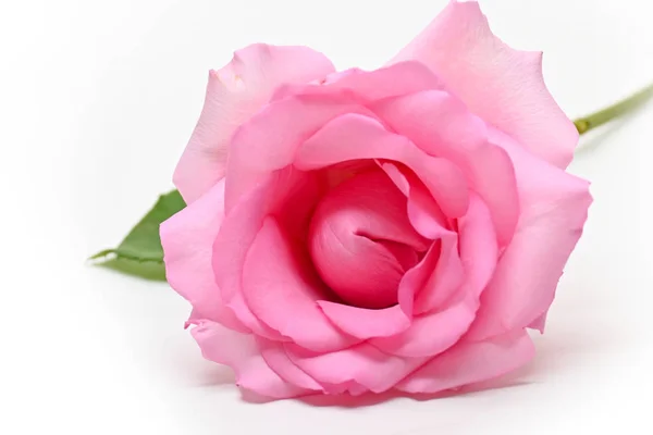 Beautiful pink rose flower isolated on white background, concept image of couple sexual orgasm — Stock Photo, Image