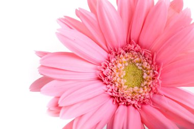 İlkbaharda açan pembe gerbera, beyaz arka planda izole edilmiş güzel tek bir çiçek.
