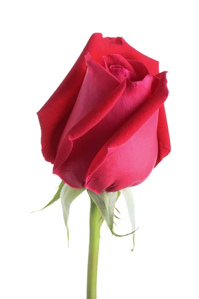 Rosa rossa fiore isolato su sfondo bianco — Foto Stock