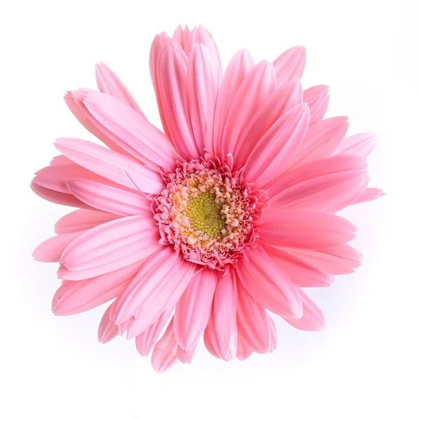 Rosa gerbera florescendo na primavera, bela única flor isolada no fundo branco — Fotografia de Stock
