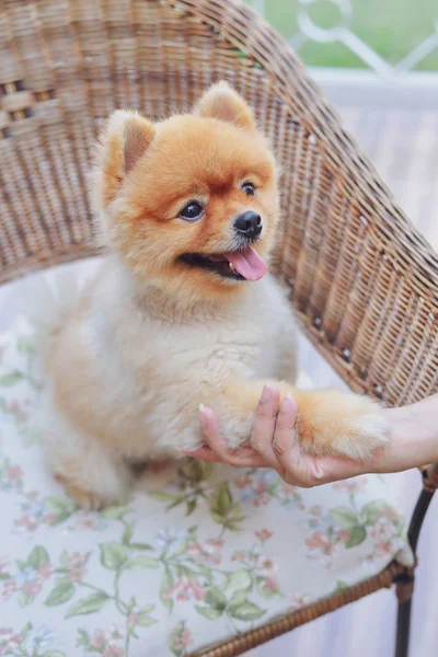 Aranyos barna pomeranian kutya állat, bolyhos kis állat boldog mosoly barátságos ül a széken — Stock Fotó