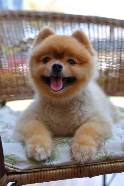 Mignon chien brun poméranien animal, pelucheux petit animal heureux sourire amical assis sur la chaise — Photo