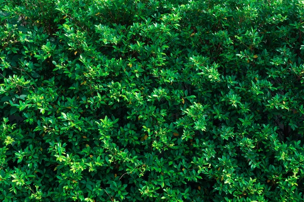 Grön blad blad blad växt vägg bakgrund — Stockfoto