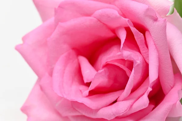 Closeup pétala de beleza rosa rosa flor flor no fundo branco — Fotografia de Stock