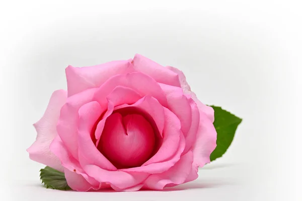 Hermosa rosa flor aislada sobre fondo blanco, concepto de imagen de pareja orgasmo sexual — Foto de Stock