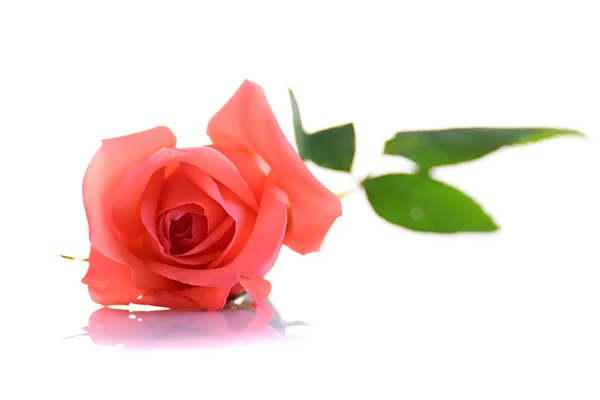 美丽的橘红色玫瑰花朵，白色背景隔离 — 图库照片