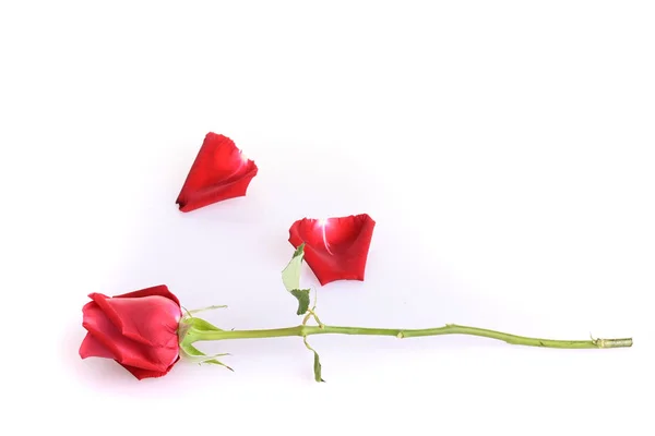 하얀 배경에 따로 피어 있는 붉은 장미 꽃 — 스톡 사진